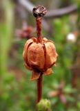 Moneses uniflora