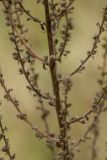 Image of taxon representative. Author is Илья Михеев