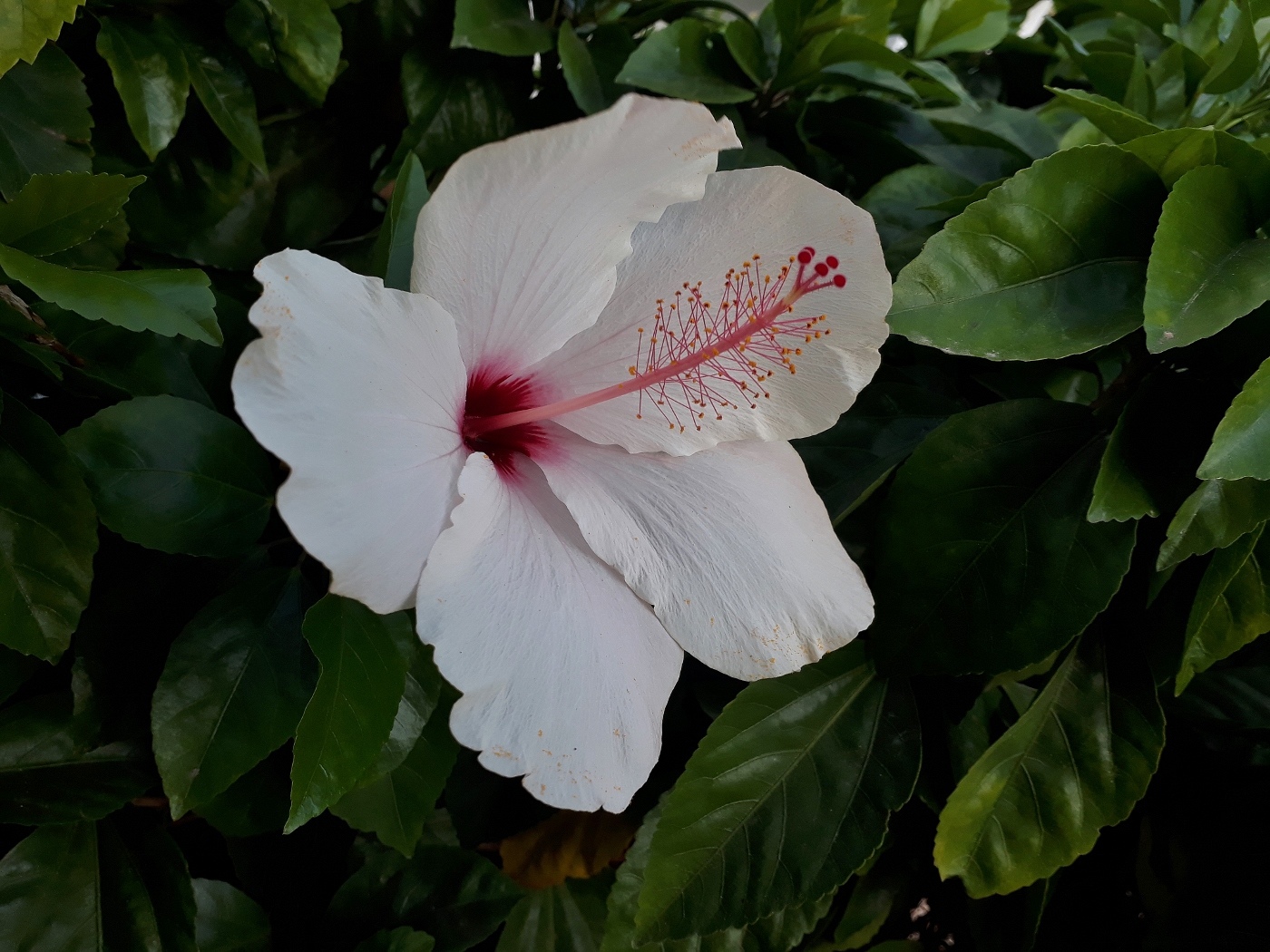 Изображение особи Hibiscus rosa-sinensis.