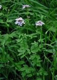 Cardamine macrophylla