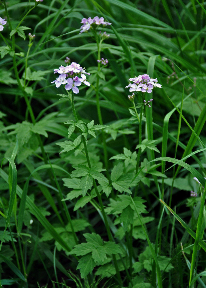 Image of Cardamine macrophylla specimen.