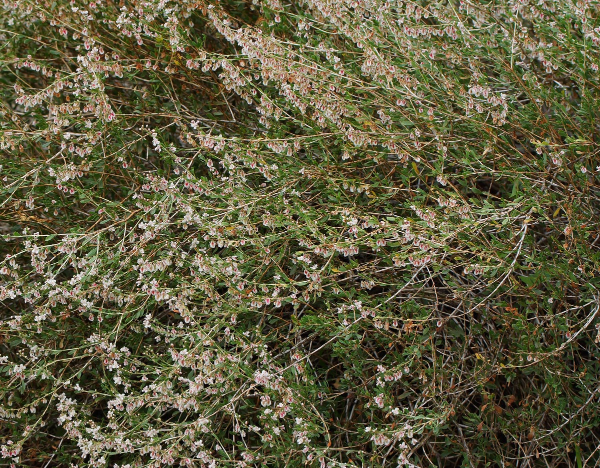 Image of Atraphaxis laetevirens specimen.