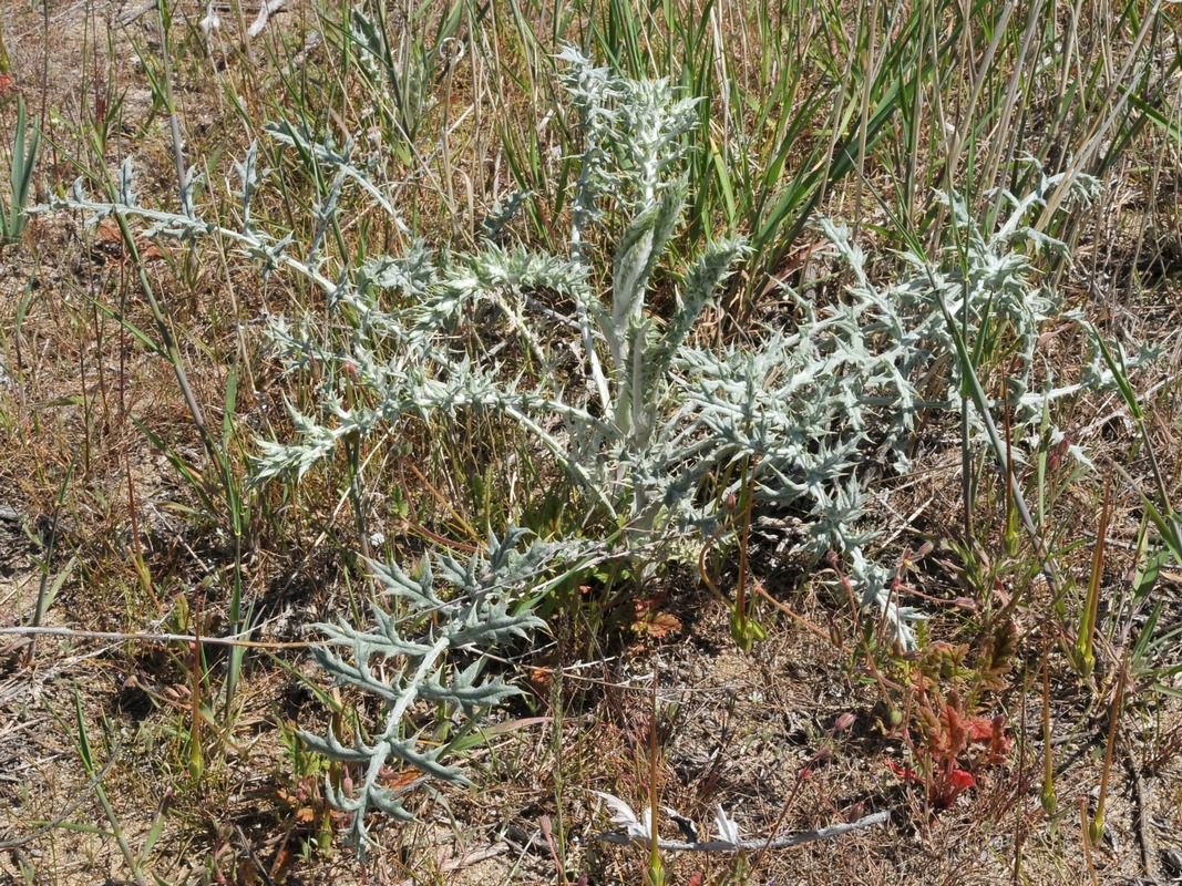 Изображение особи Echinops albicaulis.