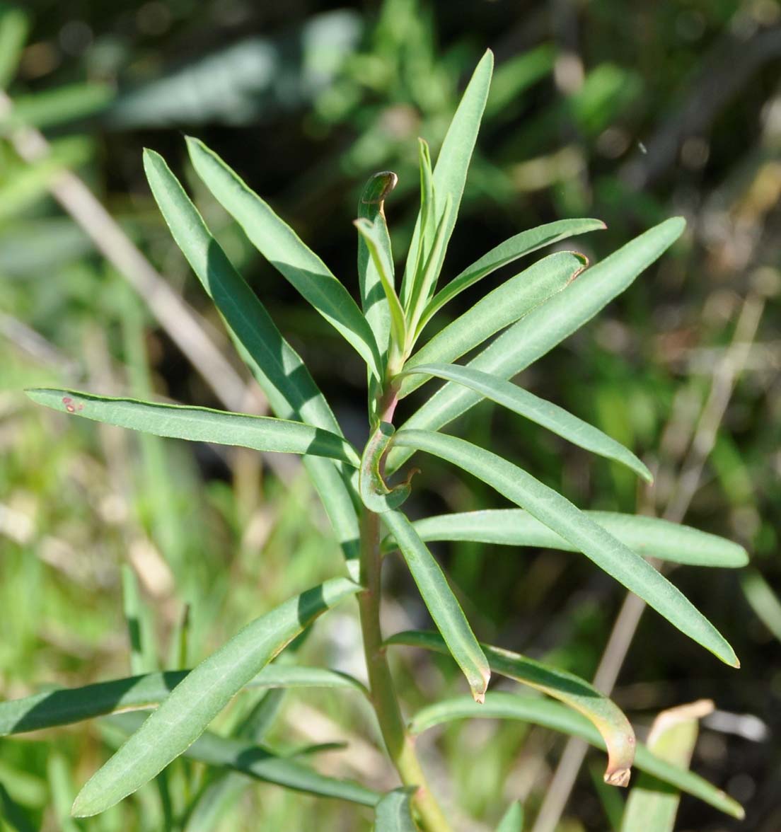 Изображение особи Euphorbia terracina.