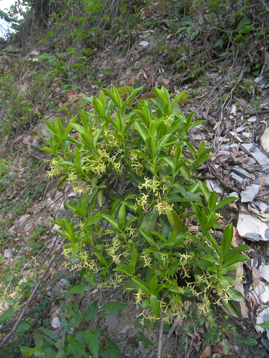 Image of Daphne pontica specimen.