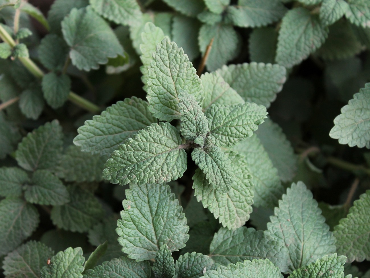 Image of Melissa officinalis specimen.