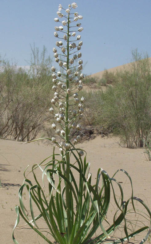 Image of Eremurus anisopterus specimen.