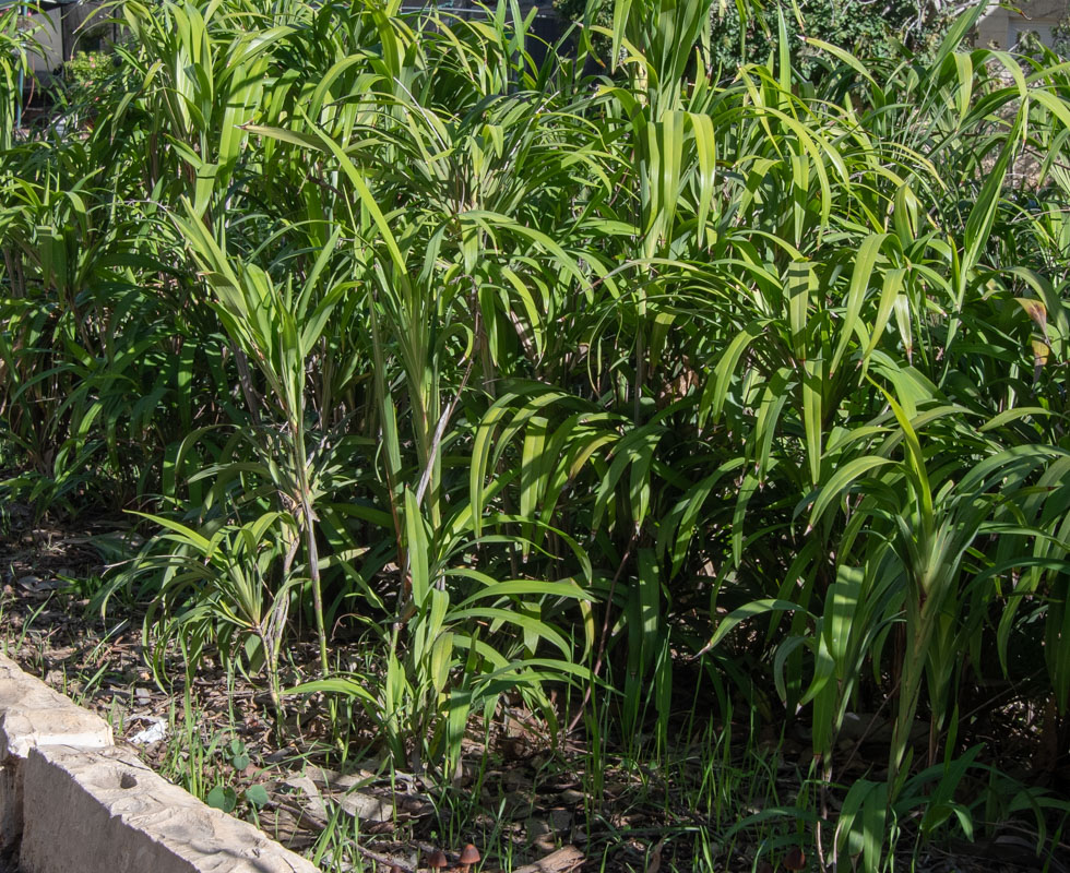 Изображение особи Dianella caerulea.