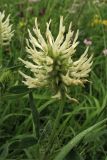 Trifolium pannonicum. Верхушка побега с соцветием. Украина, Ивано-Франковская обл., Галичский р-н, окр. с. Бовшев, Касова гора, луговой склон. 24 июня 2010 г.