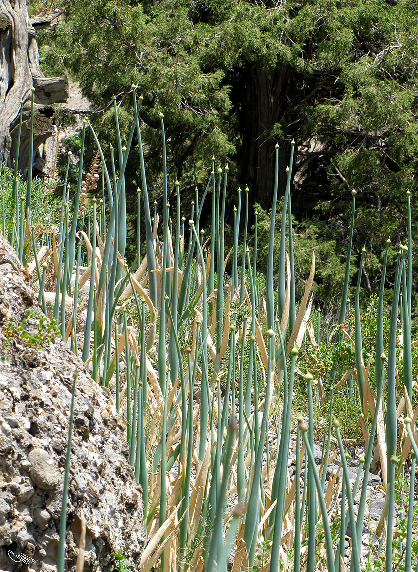 Image of Allium pskemense specimen.