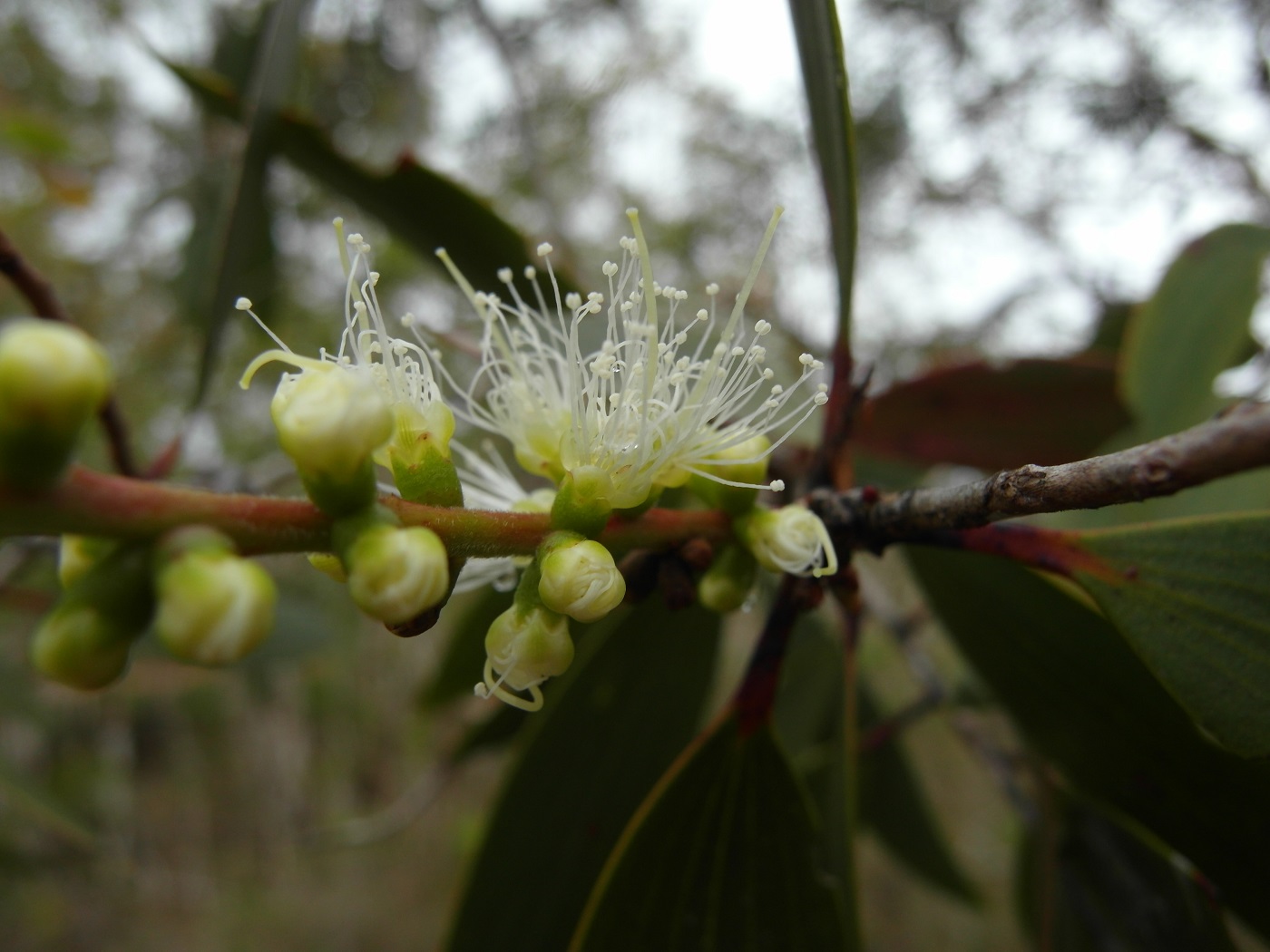 Image of Melaleuca leucadendra specimen.