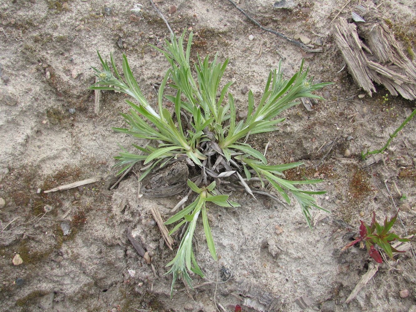 Image of Omalotheca sylvatica specimen.