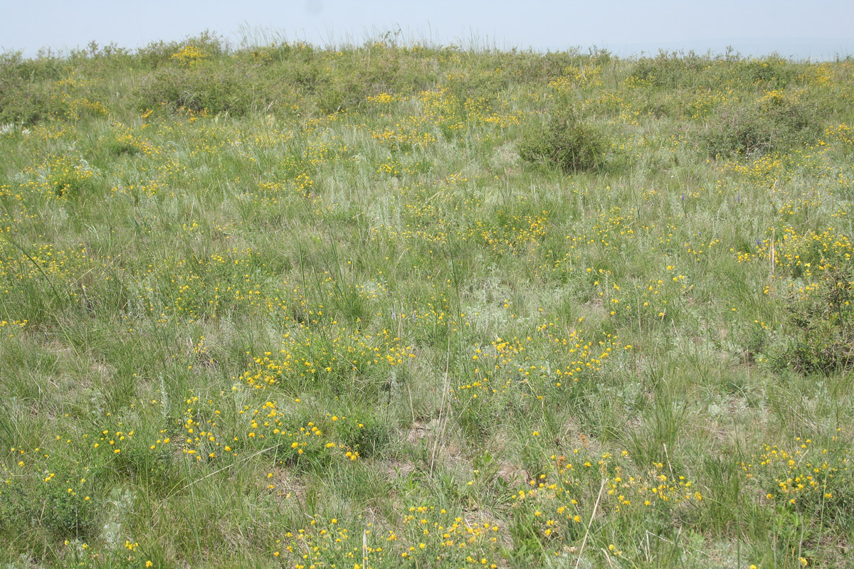 Изображение особи Medicago falcata.