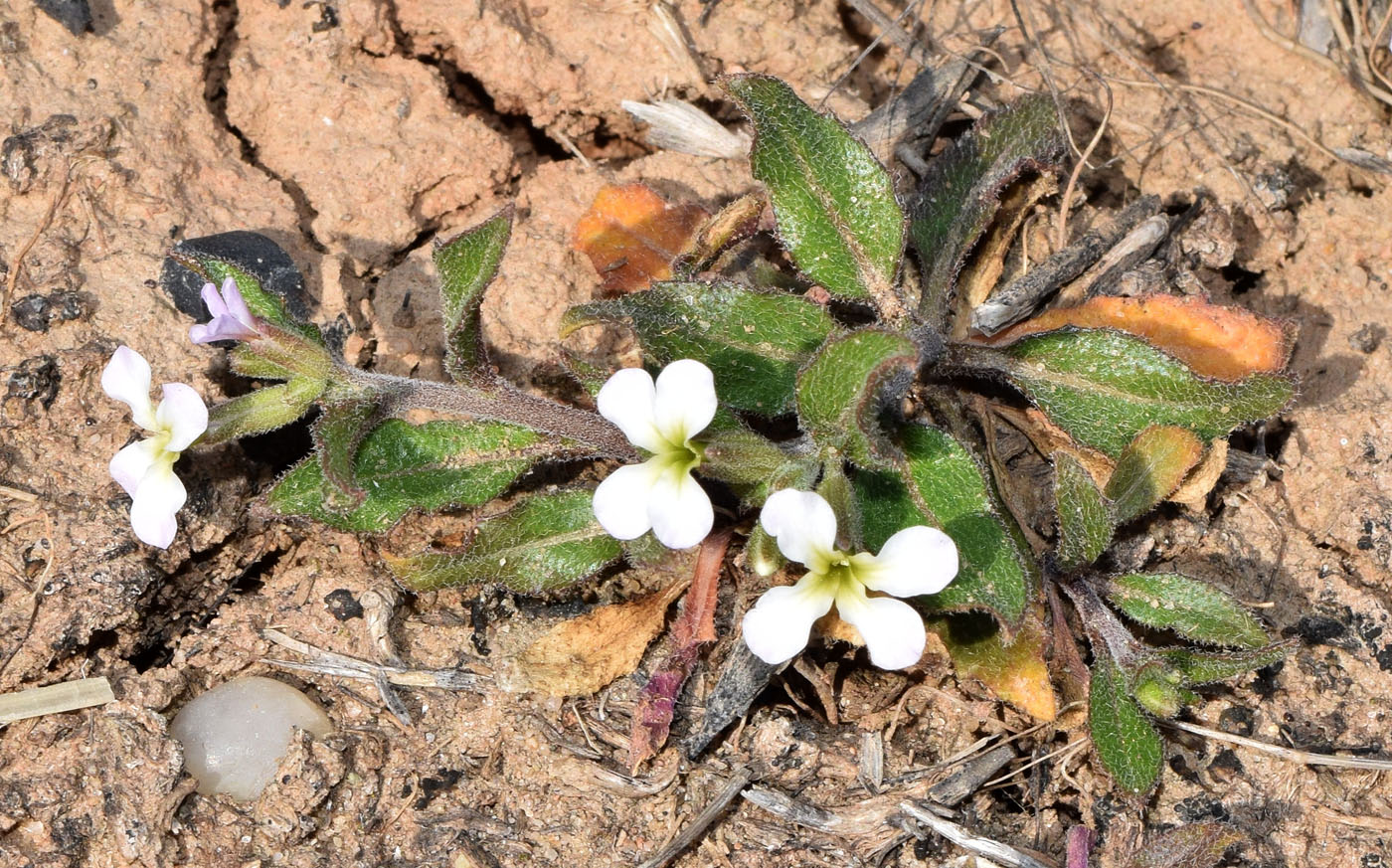 Изображение особи Strigosella africana.