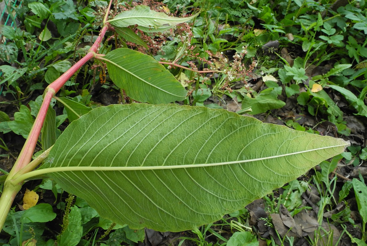 Изображение особи Aconogonon &times; fennicum.