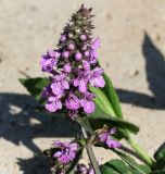 Stachys palustris. Соцветие. Республика Татарстан, Камско-Устьинский р-н, с. Камское Устье, берег р. Волга у причала. 05.08.2018.