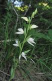 Cephalanthera epipactoides. Верхушка цветущего растения. Краснодарский край, м/о г. Новороссийск, окр. хут. Камчатка, дубовый лес. 10 мая 2019 г.