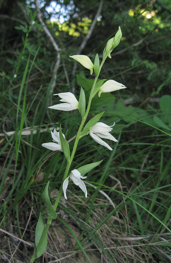 Изображение особи Cephalanthera epipactoides.