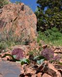 Allium karataviense ssp. henrikii