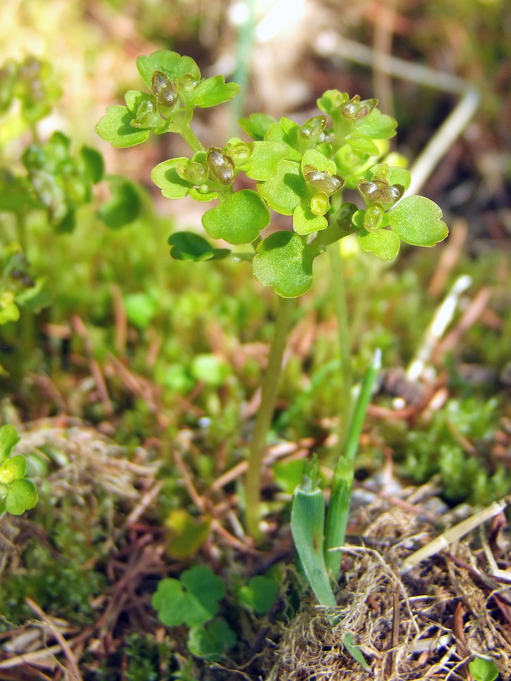 Image of Chrysosplenium tetrandrum specimen.