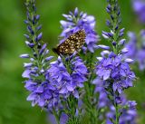 Veronica teucrium. Соцветия с кормящейся бабочкой-шашечницей (Melitaea aurelia). Владимирская обл., Судогодский р-н, окр. дер. Митино, лесная вырубка. 15.06.2019.