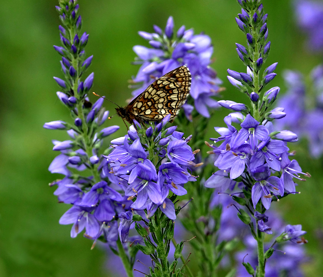 Изображение особи Veronica teucrium.