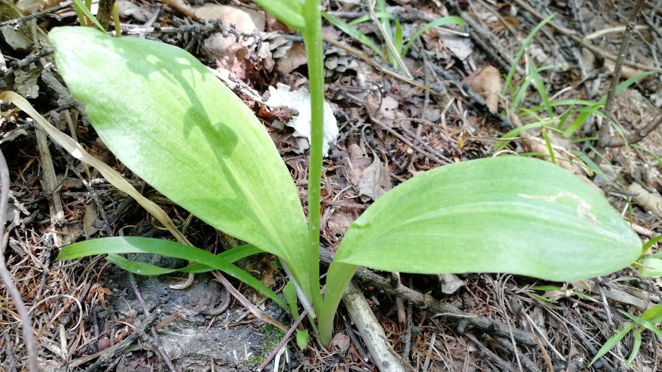 Изображение особи Platanthera metabifolia.