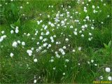 Eriophorum vaginatum