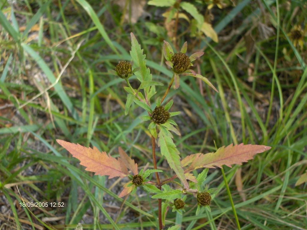 Image of Bidens × polakii specimen.