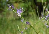 Campanula lambertiana