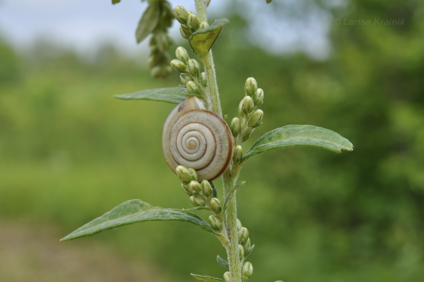 Image of Artemisia integrifolia specimen.