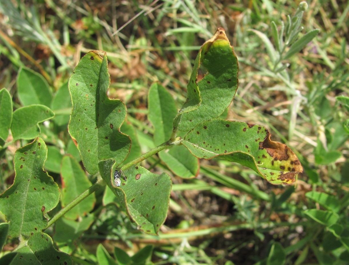 Image of Glycyrrhiza glabra specimen.