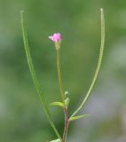 Epilobium