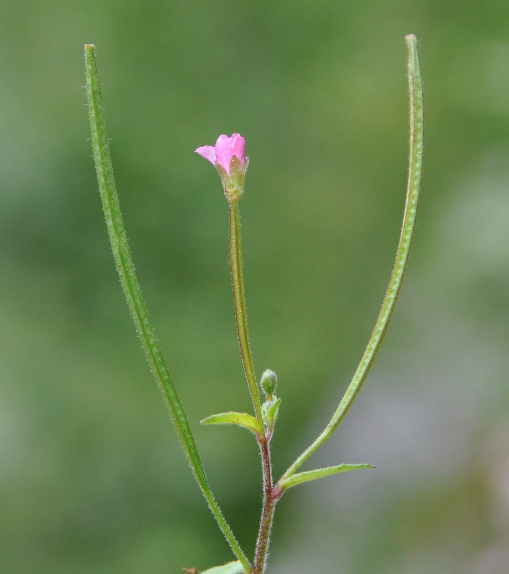 Изображение особи род Epilobium.