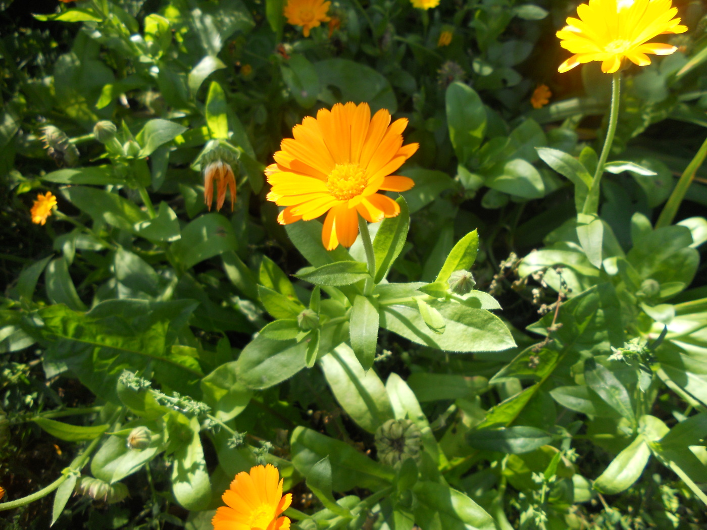 Image of Calendula officinalis specimen.