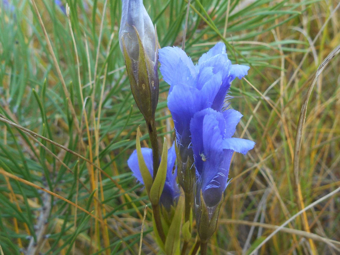 Изображение особи Gentianopsis doluchanovii.