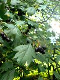 Crataegus almaatensis