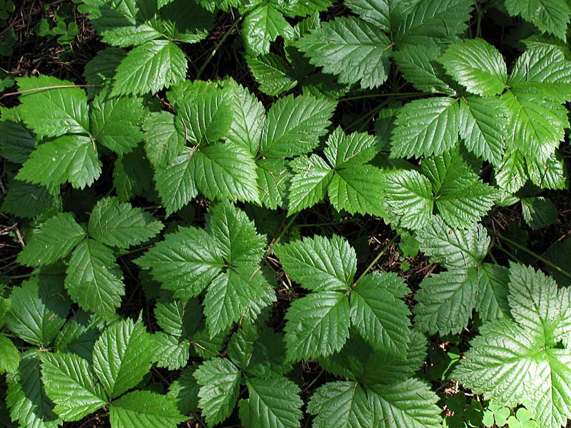 Image of Rubus saxatilis specimen.