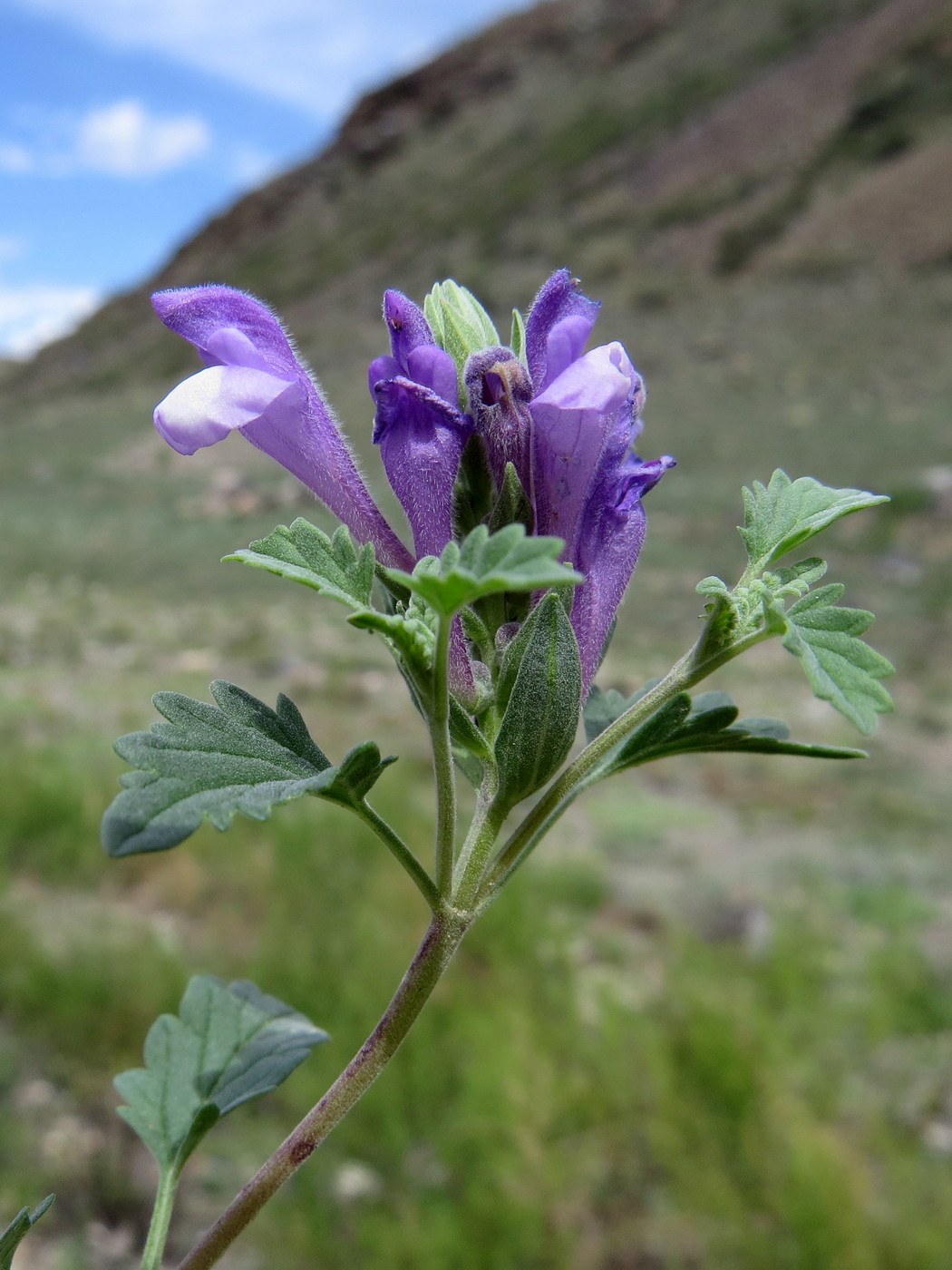 Изображение особи Scutellaria tuvensis.