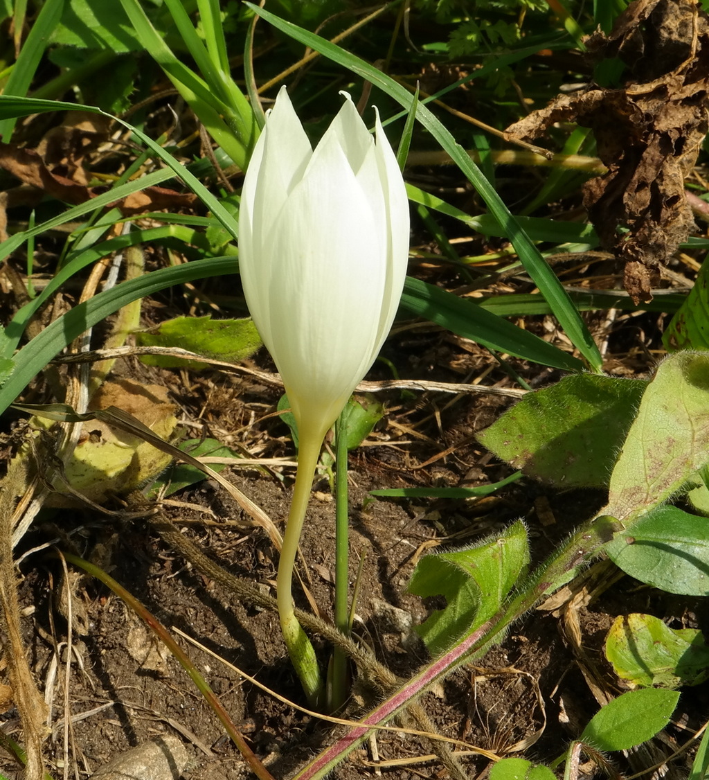 Изображение особи Crocus vallicola.