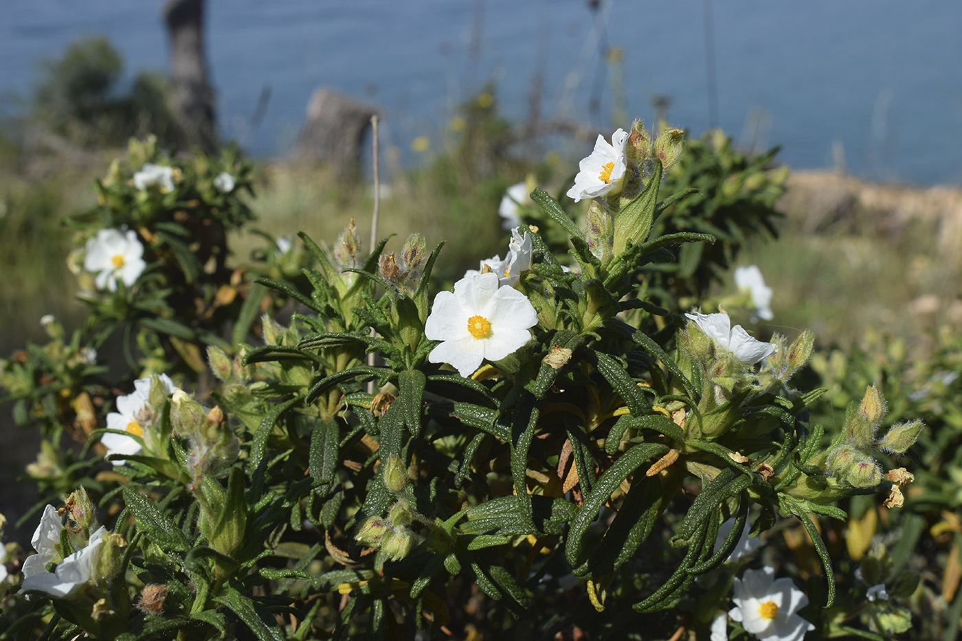 Image of Cistus monspeliensis specimen.