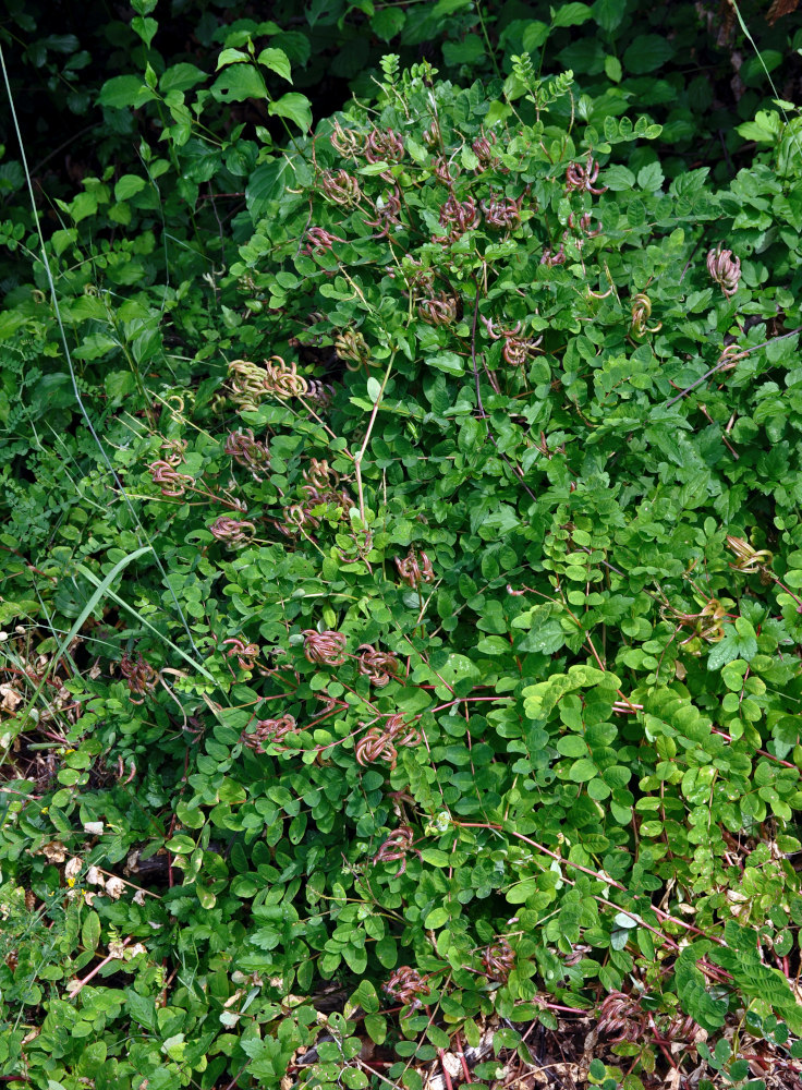 Изображение особи Astragalus glycyphyllos.