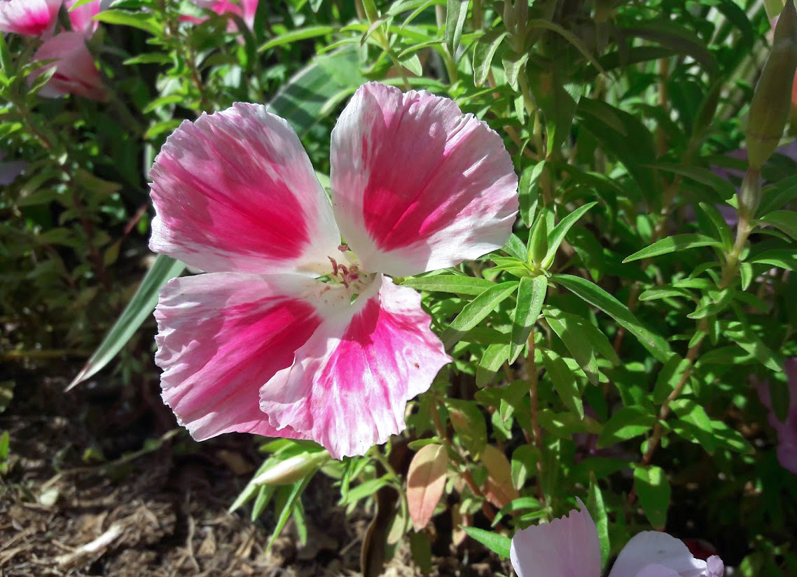 Image of Clarkia amoena specimen.