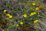 Potentilla subspecies boreo-asiatica