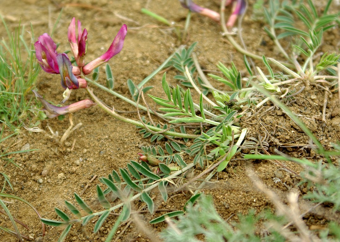 Изображение особи Astragalus rostratus.