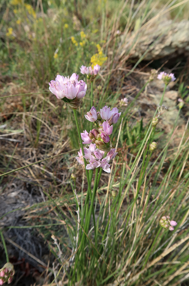 Image of genus Allium specimen.