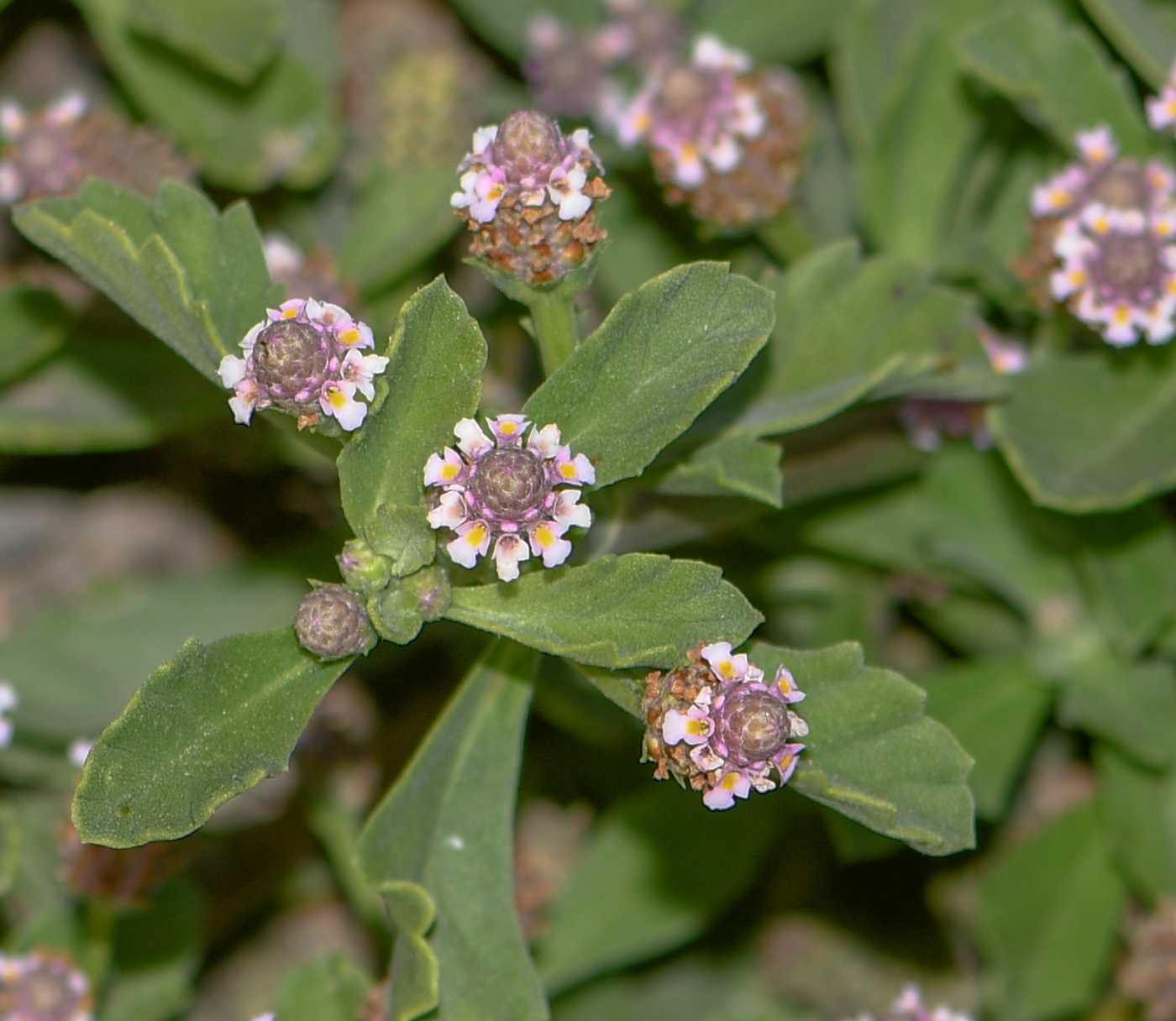 Image of Lippia nodiflora specimen.