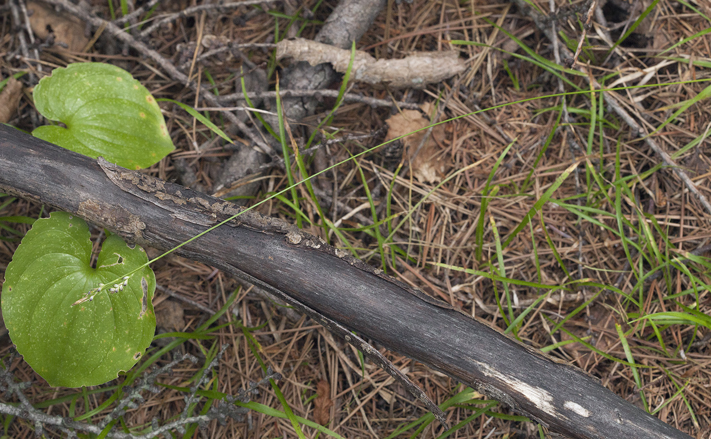 Image of Carex subumbellata specimen.