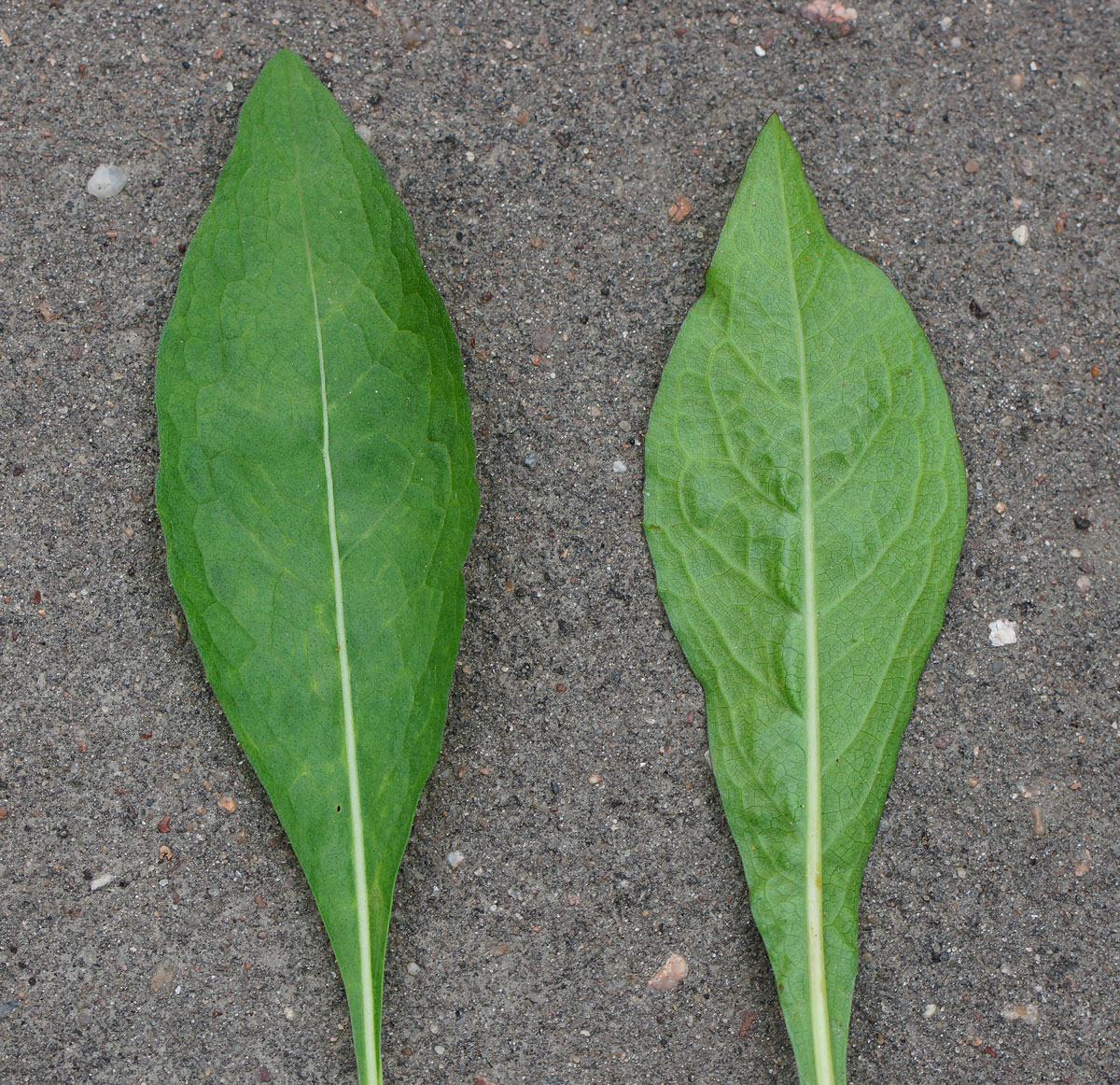 Image of Centaurea jacea specimen.