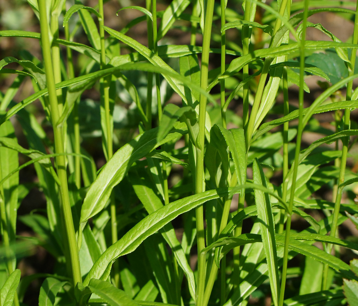 Image of Campanula persicifolia specimen.